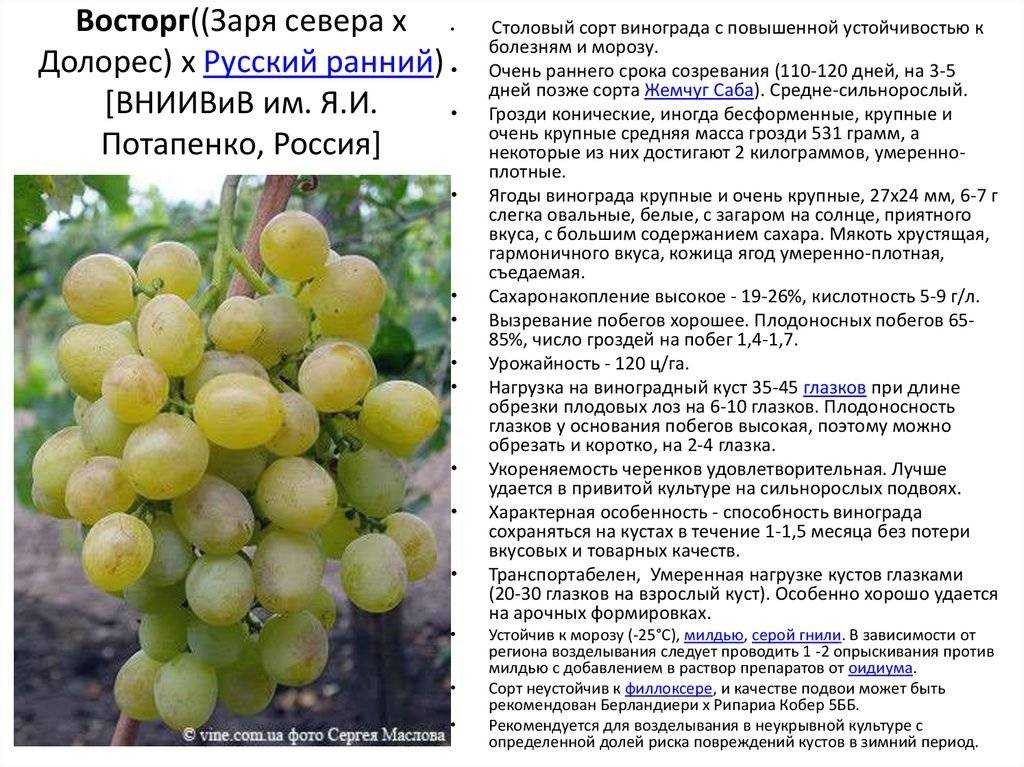Столовые сорта винограда: 10 самых лучших и популярных