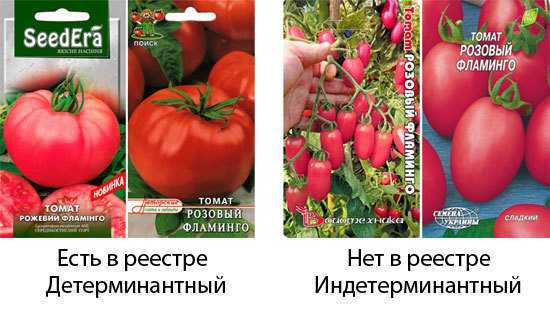 Томат розовый фламинго: описание сорта, отзывы (10), фото, характеристика | tomatland.ru