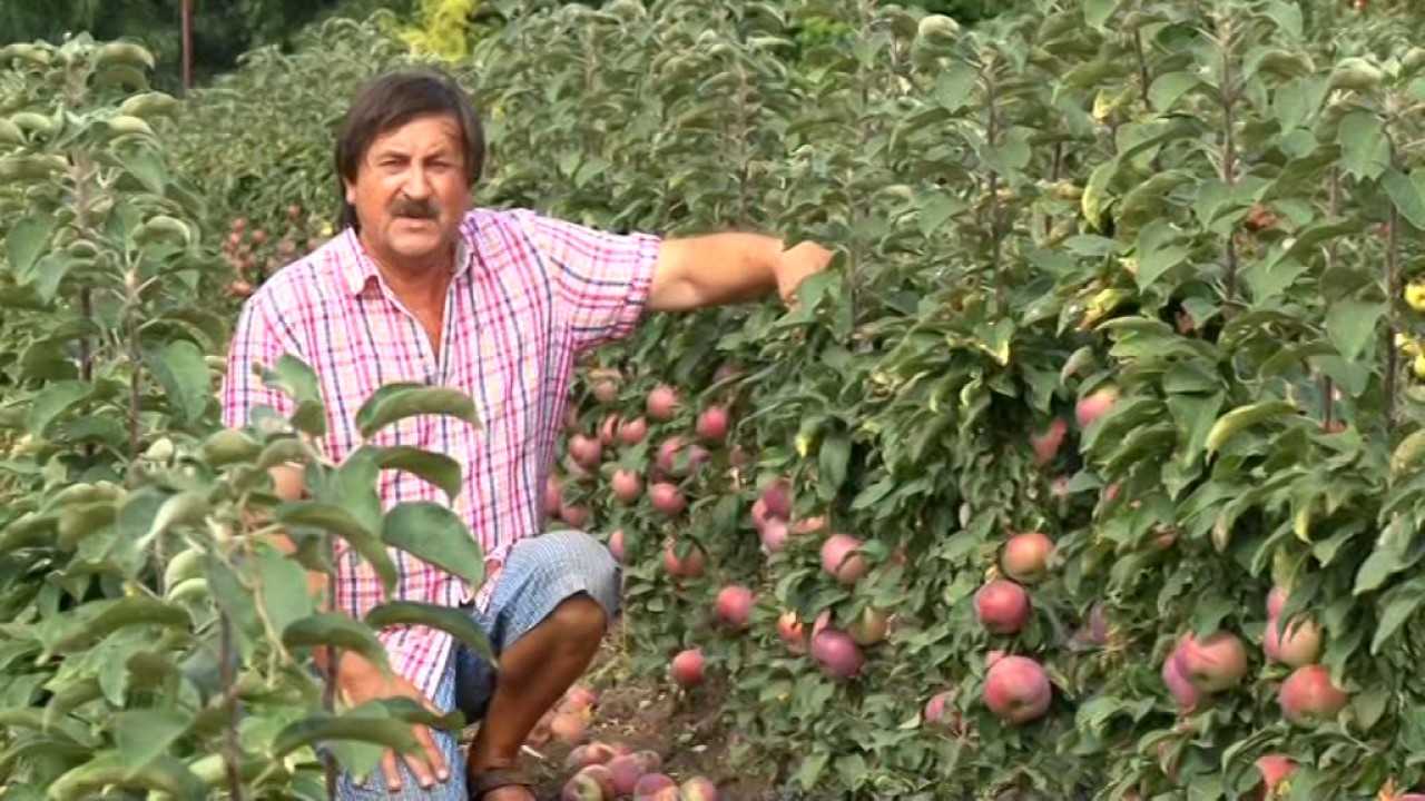 Как вырастить нектарин из косточки в домашних условиях в горшке (+ видео)