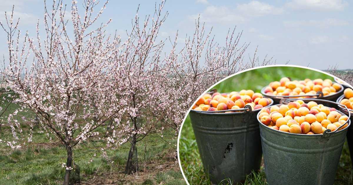 Как вырастить абрикосы – от посадки, до обрезки