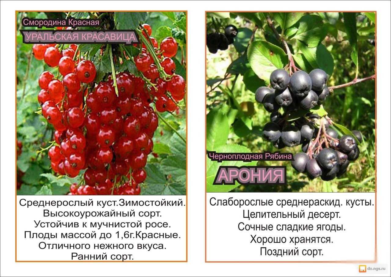 Чёрная смородина багира: описание и характеристика сорта, достоинства и недостатки, особенности посадки и ухода + фото и отзывы