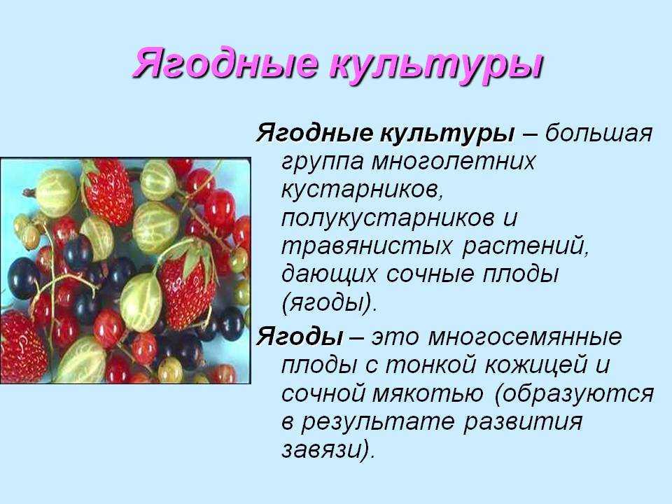 Сорта садовых груш: какие бывают, название и фото