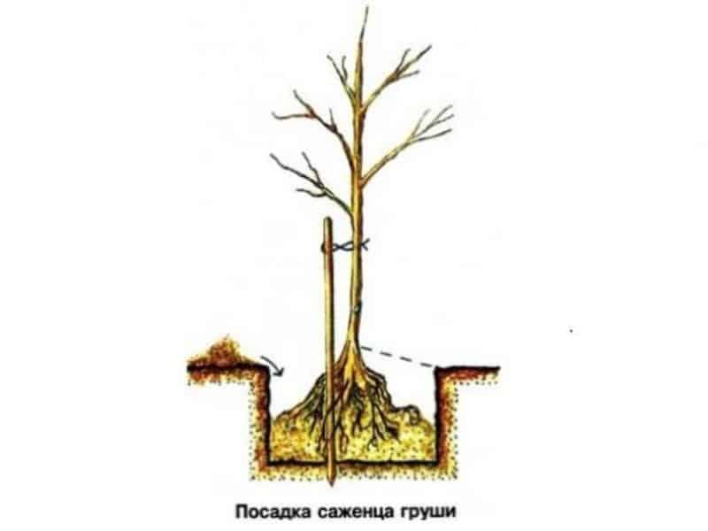 Как посадить грушу весной: пошаговое руководство, видео и фото