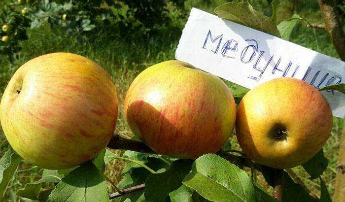 Яблоня медуница: особенности сорта и ухода