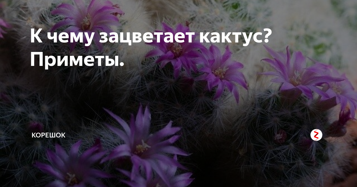 Кактусы в доме - хорошо или плохо: можно ли держать, почему нельзя, приметы, польза и вред, суеверия, к чему цветет, названия