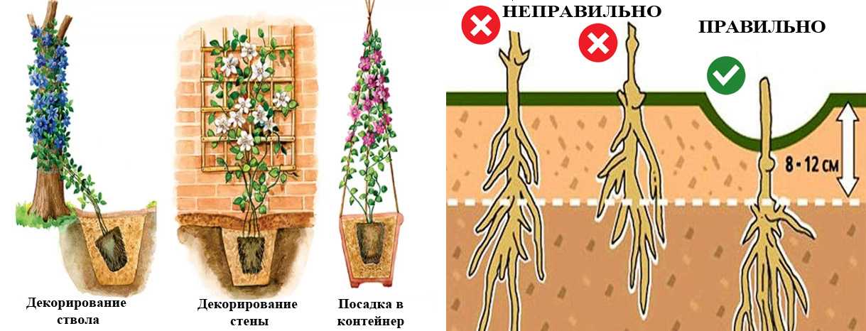 Чем подкормить клематис весной для роста