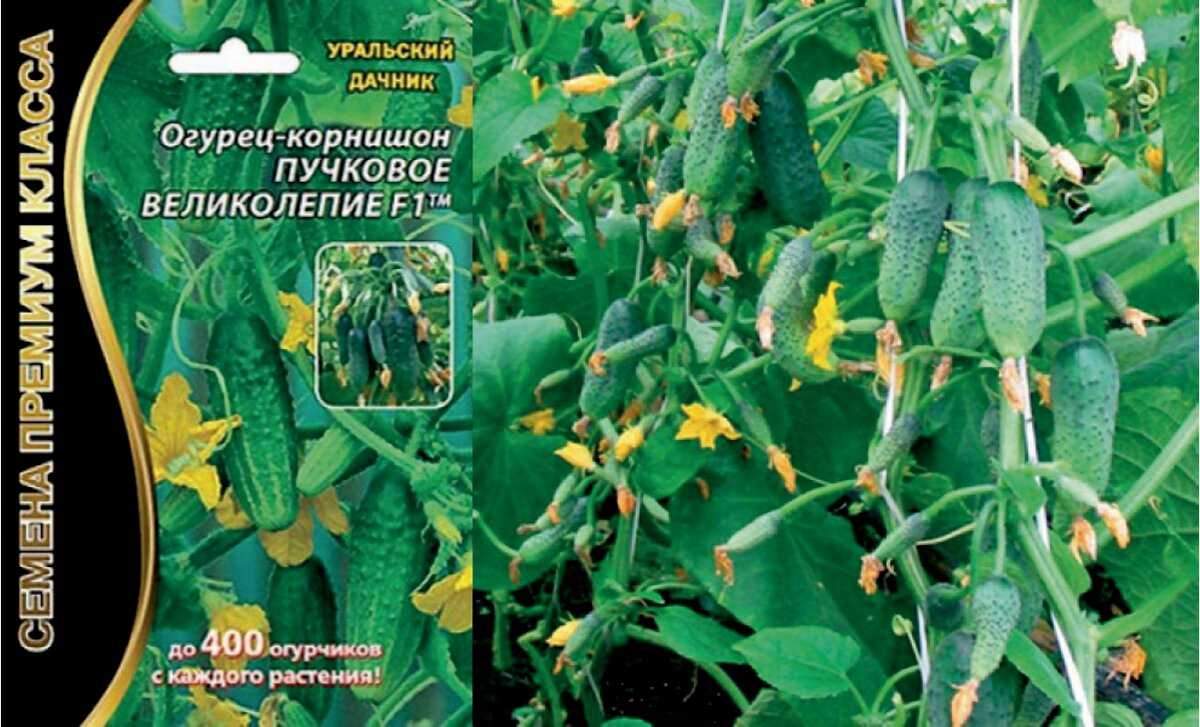 Сорт огурцов клавдия: описание, фото, характеристика и отзывы, посадка и уход