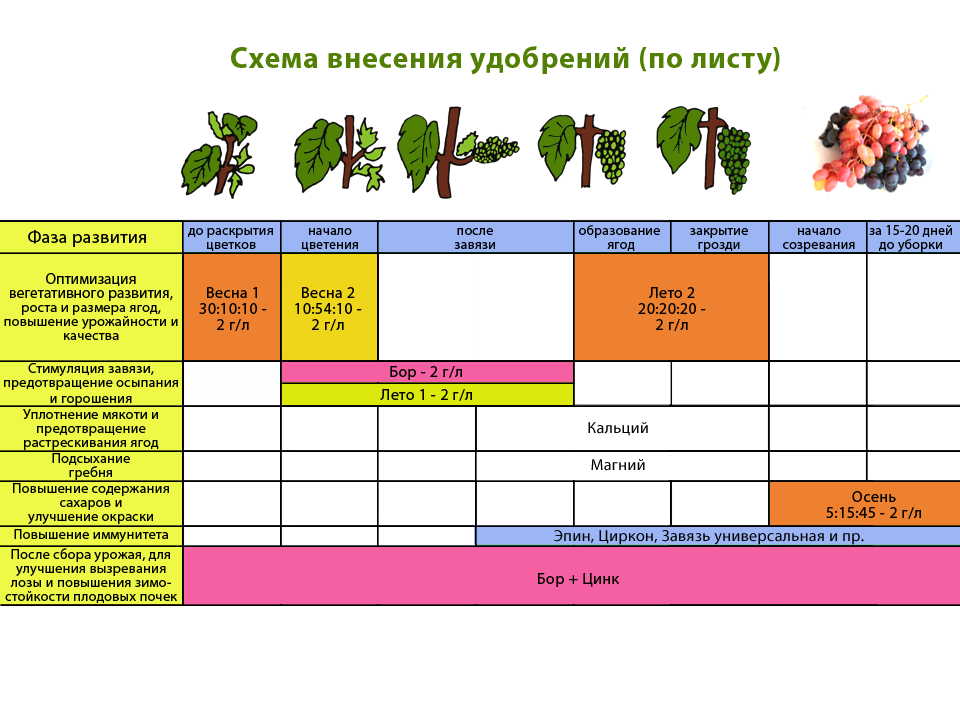 Удобряя смородину по этой методике можно собрать невероятный урожай