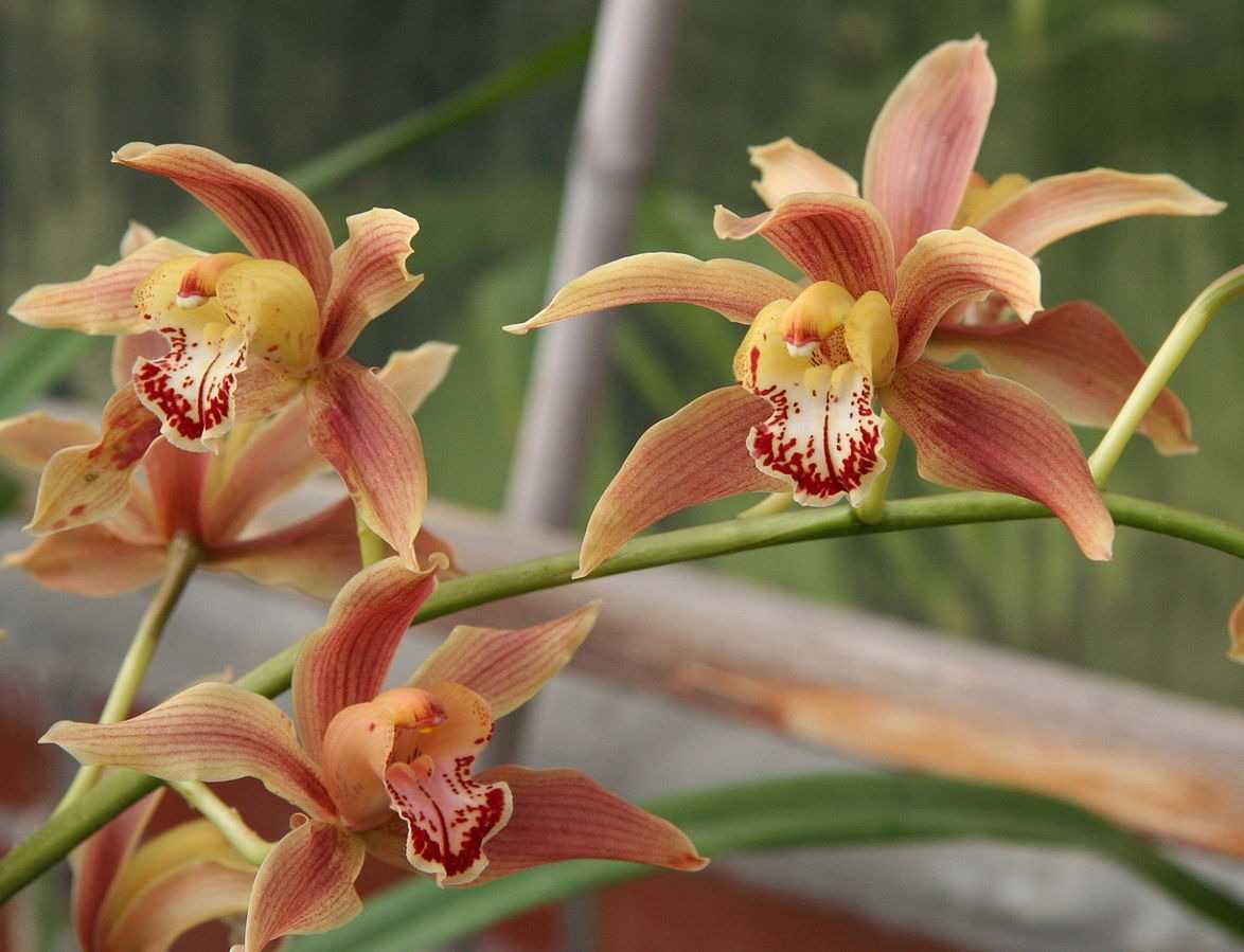 Орхидея цимбидиум (cymbidium): уход в домашних условиях, пересадка, почему не цветет, что делать, как заставить