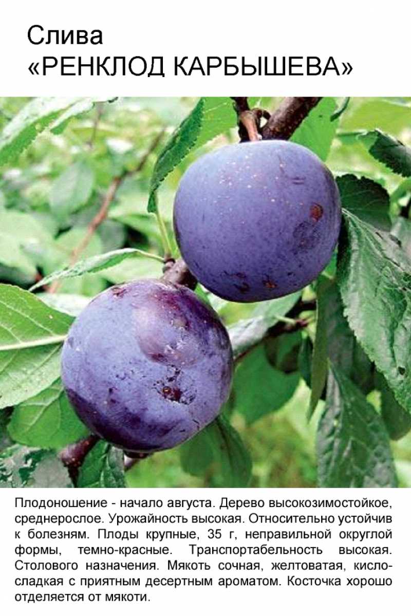 Слива богатырская: описание сорта и егохарактеристика, достоинства и недостатки, особенности посадки и ухода + фото и отзывы