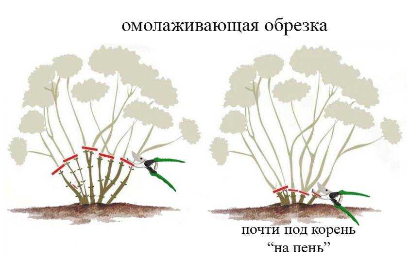 Уход за гортензией осенью и подготовка к зиме: обрезка, укрытие, подкормка