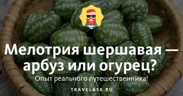 Мелотрия | дикий дачник