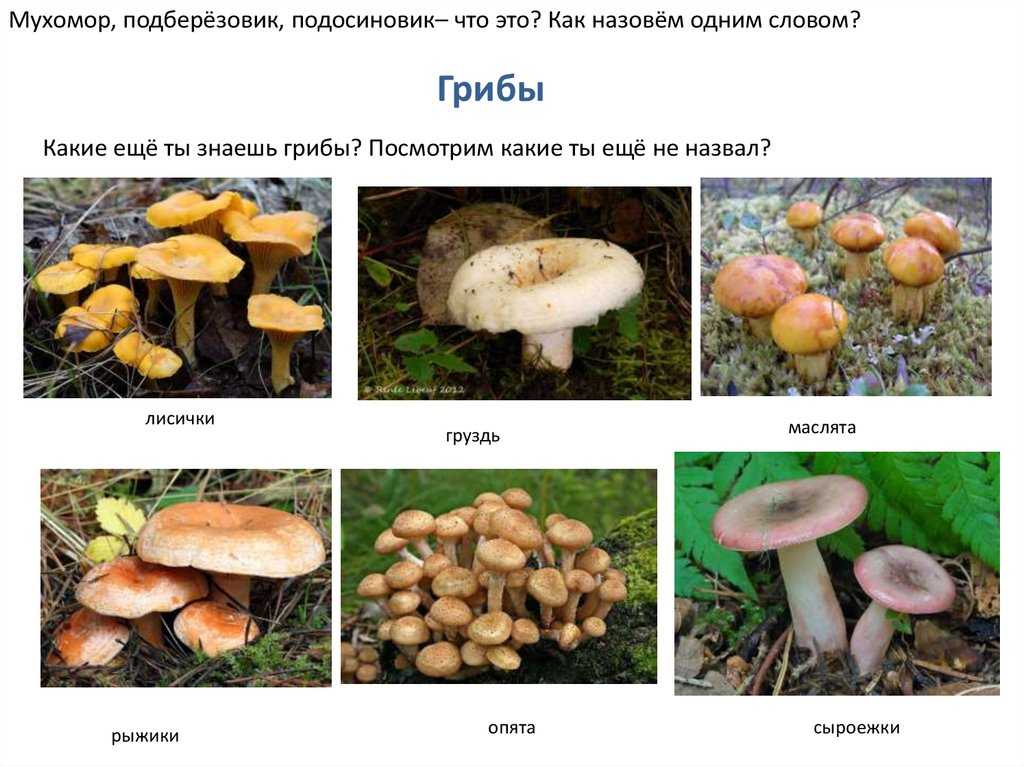 Как нужно чистить шампиньоны?