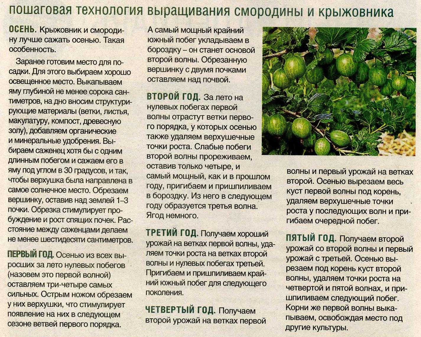 Как и чем опрыскать кусты крыжовника весной от парши и вредителей в 2023 году на гудгрунт