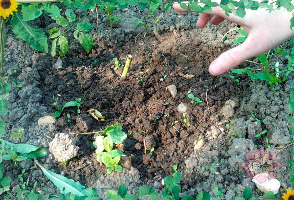 Когда лучше всего делать пересадку флоксов и как это лучше сделать