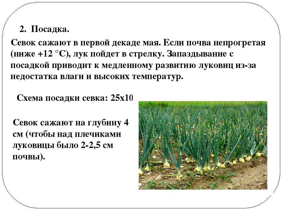Посадка лука-севка в открытый грунт весной 2020 года: сроки, когда и как правильно сажать    :: клео.ру
