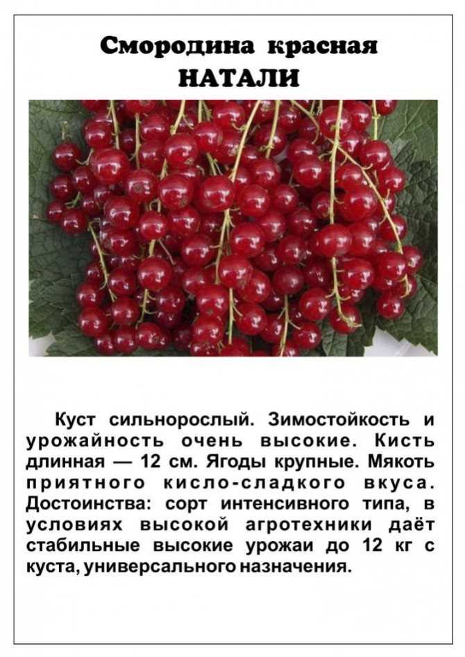 Красная смородина натали: описание и характеристика сорта, достоинства и недостатки, особенности посадки и ухода + фото и отзывы