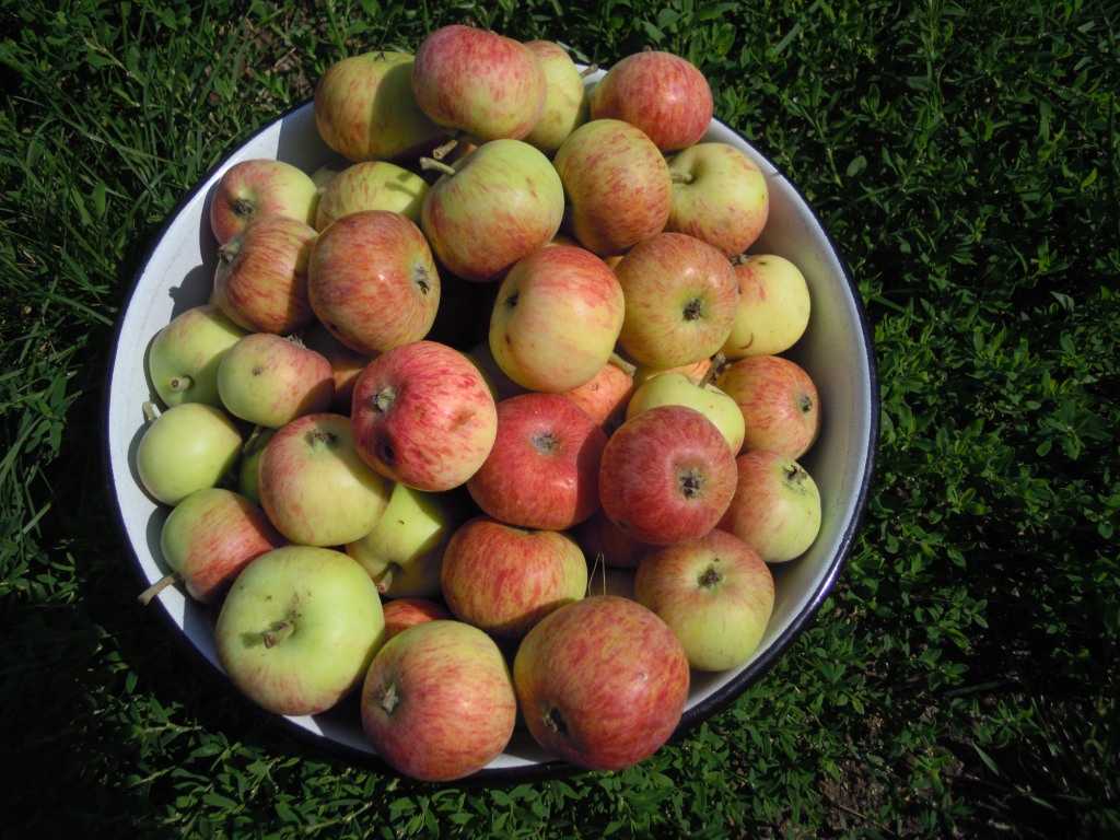 Самые вкусные сорта яблок с фото и описанием