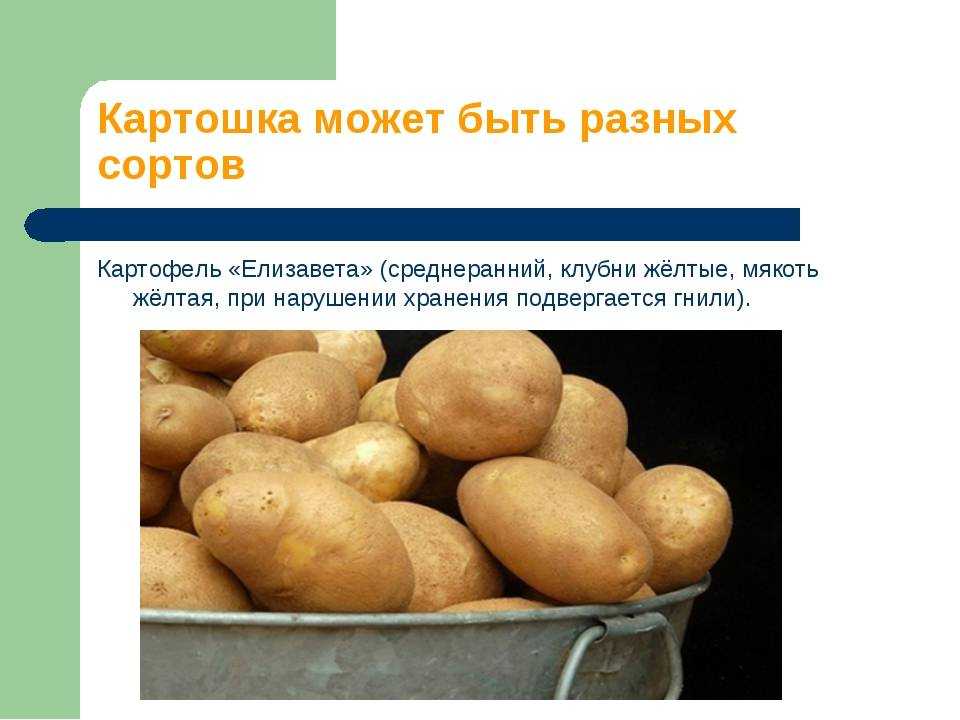 Сорт картофеля жуковский — характеристики и свойства