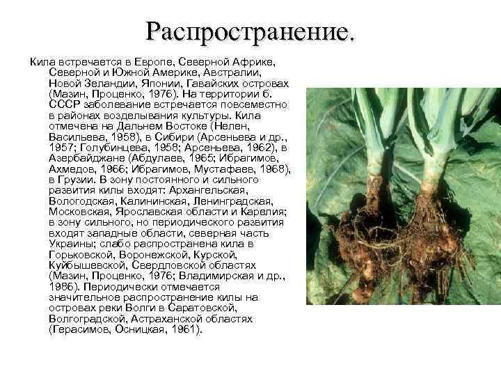 Кила капусты и других крестоцветных. меры борьбы, профилактика.