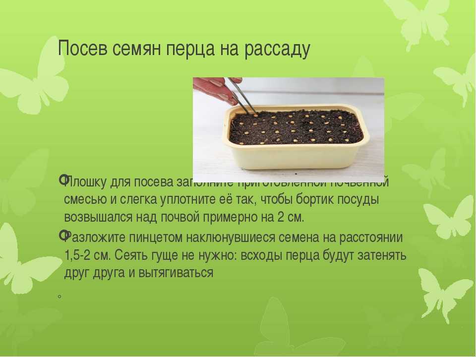 Подготовка семян к посеву на рассаду | топ огород