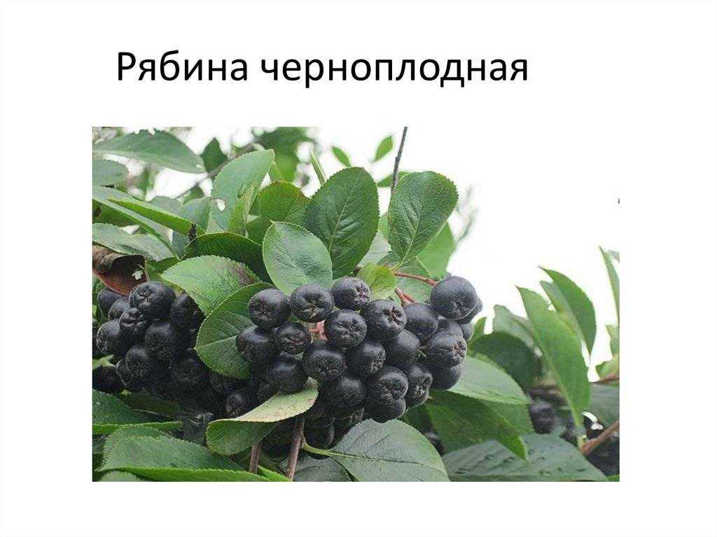 Рябина: разновидности, сорта. посадка, размножение, уход.