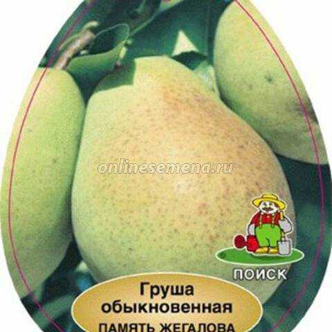Груша память жегалова: описание и характеристика сорта, достоинства и недостатки, особенности посадки и ухода