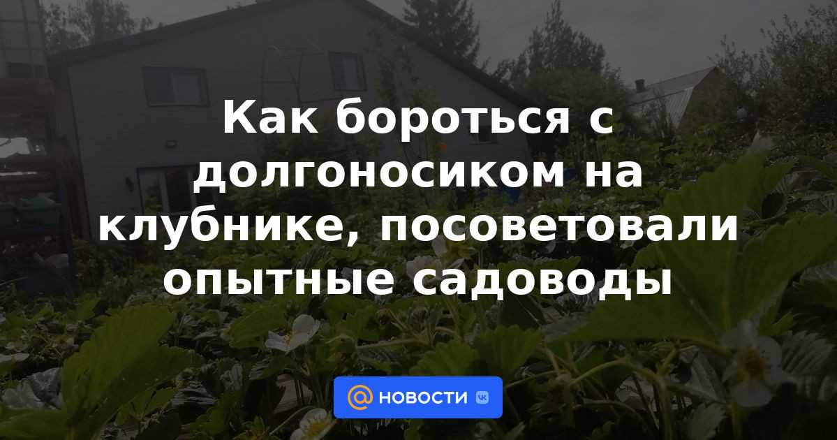Сколько, где и как растут персики? фото и почему плохо растет?