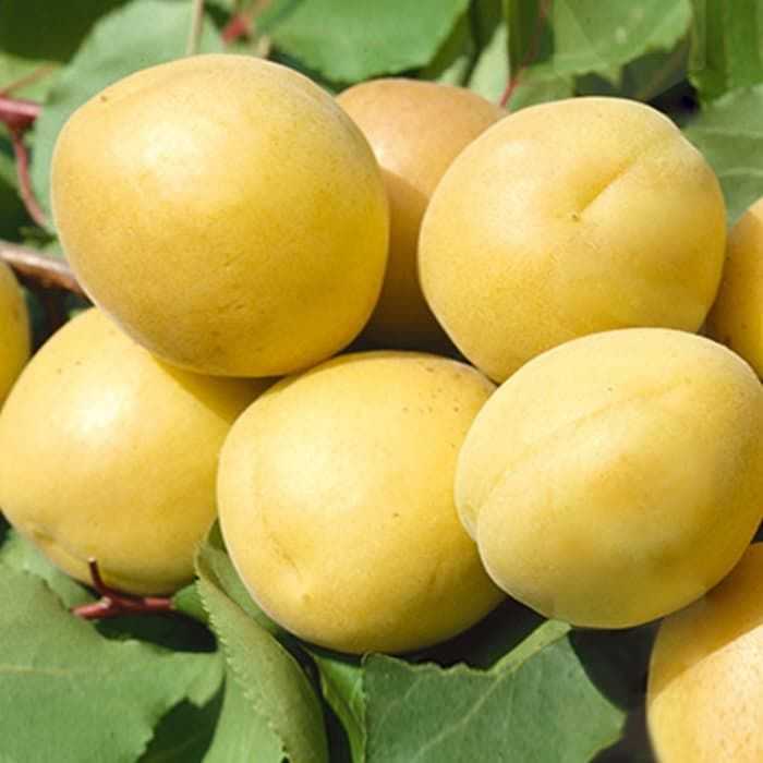 Абрикос ананасный: описание сорта, советы по посадке и разведению