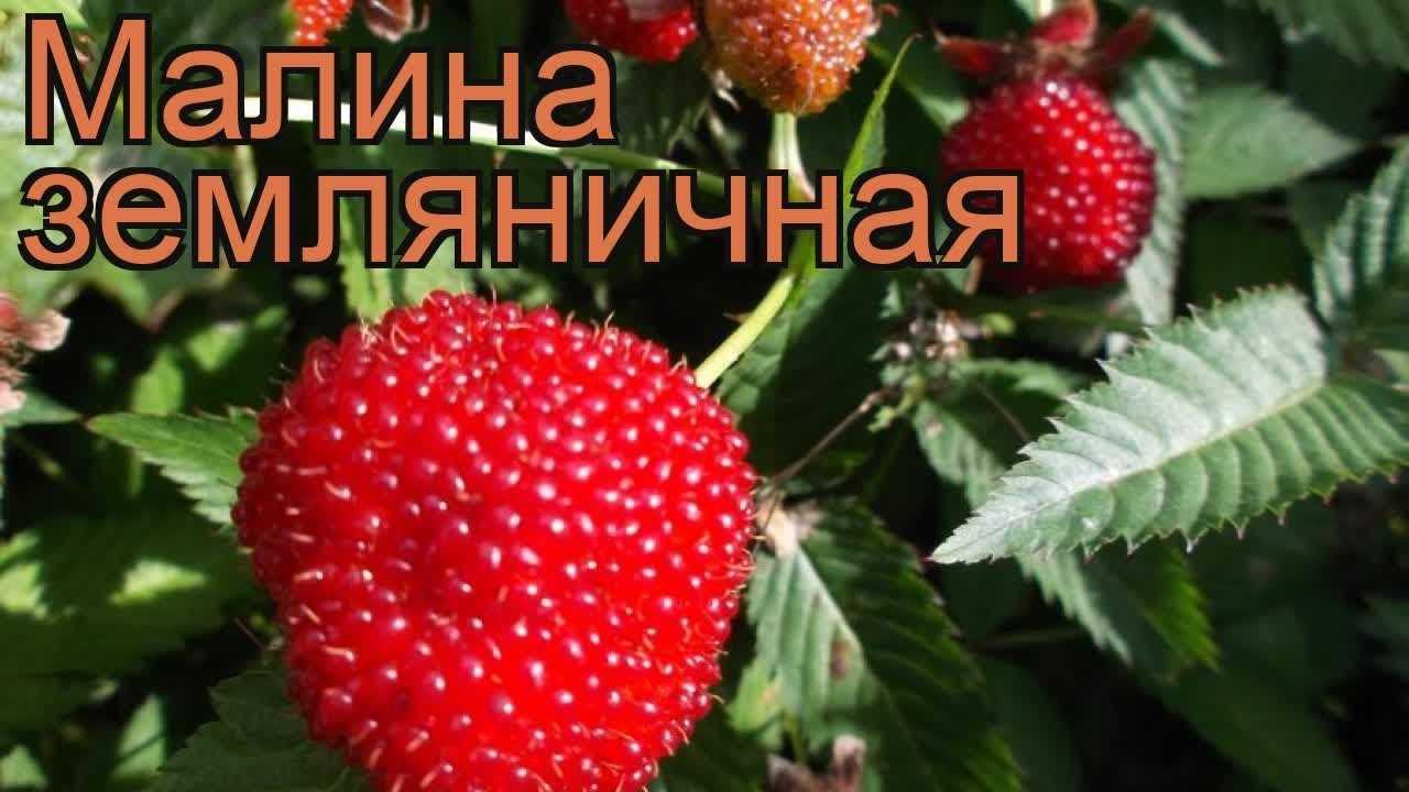 Тибетская малина: посадка и уход