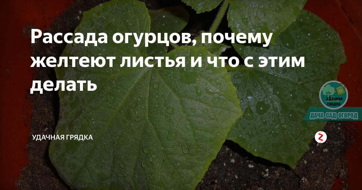 Почему желтеет рассада томатов: основные причины и способы лечения