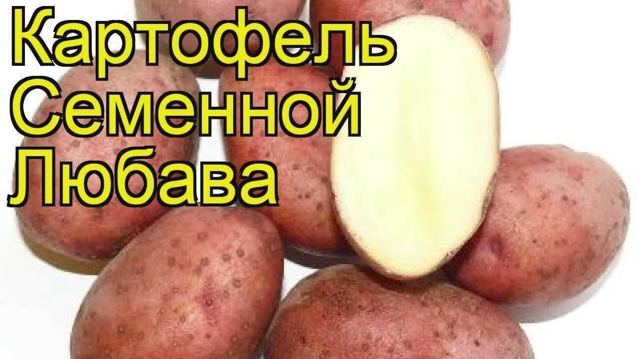 Картофель любава: описание сорта, фото, отзывы о вкусовых качествах и сроках созревания, особенности хранения и выращивания, а также характеристика урожайности