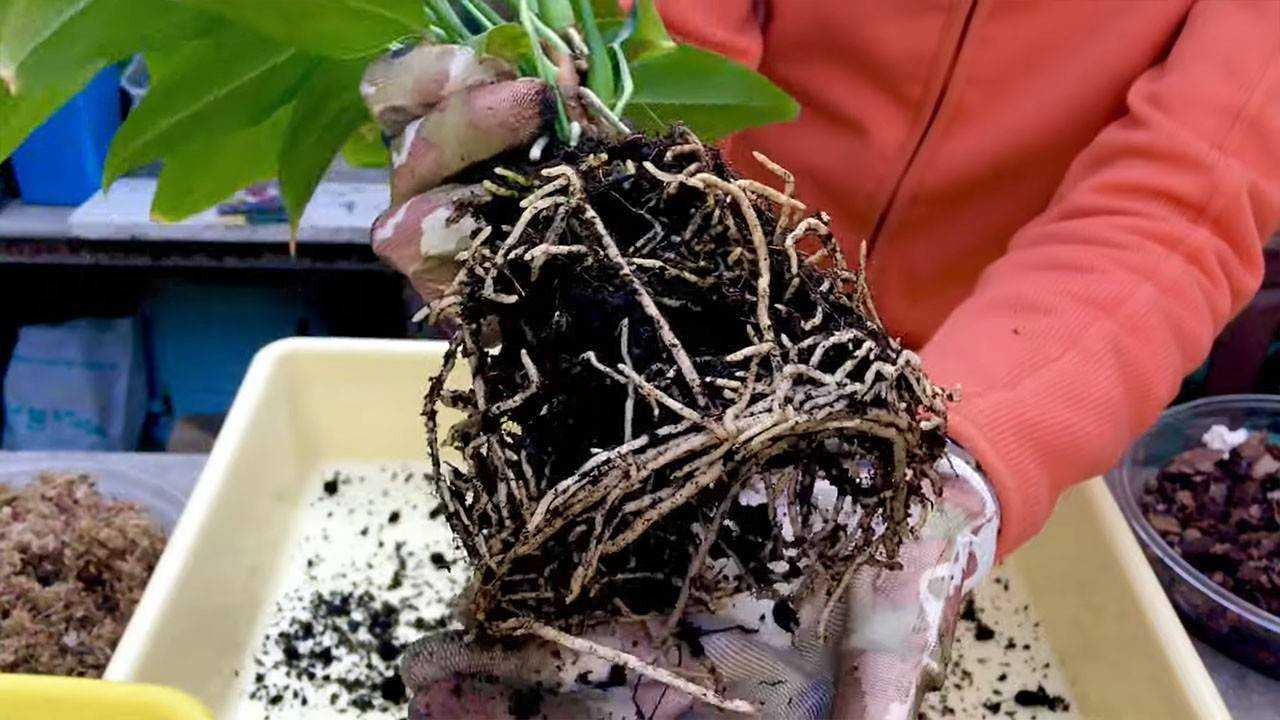 Пересадка антуриума в домашних условиях: как пересаживать, какой горшок нужен, перевалка во время цветения,