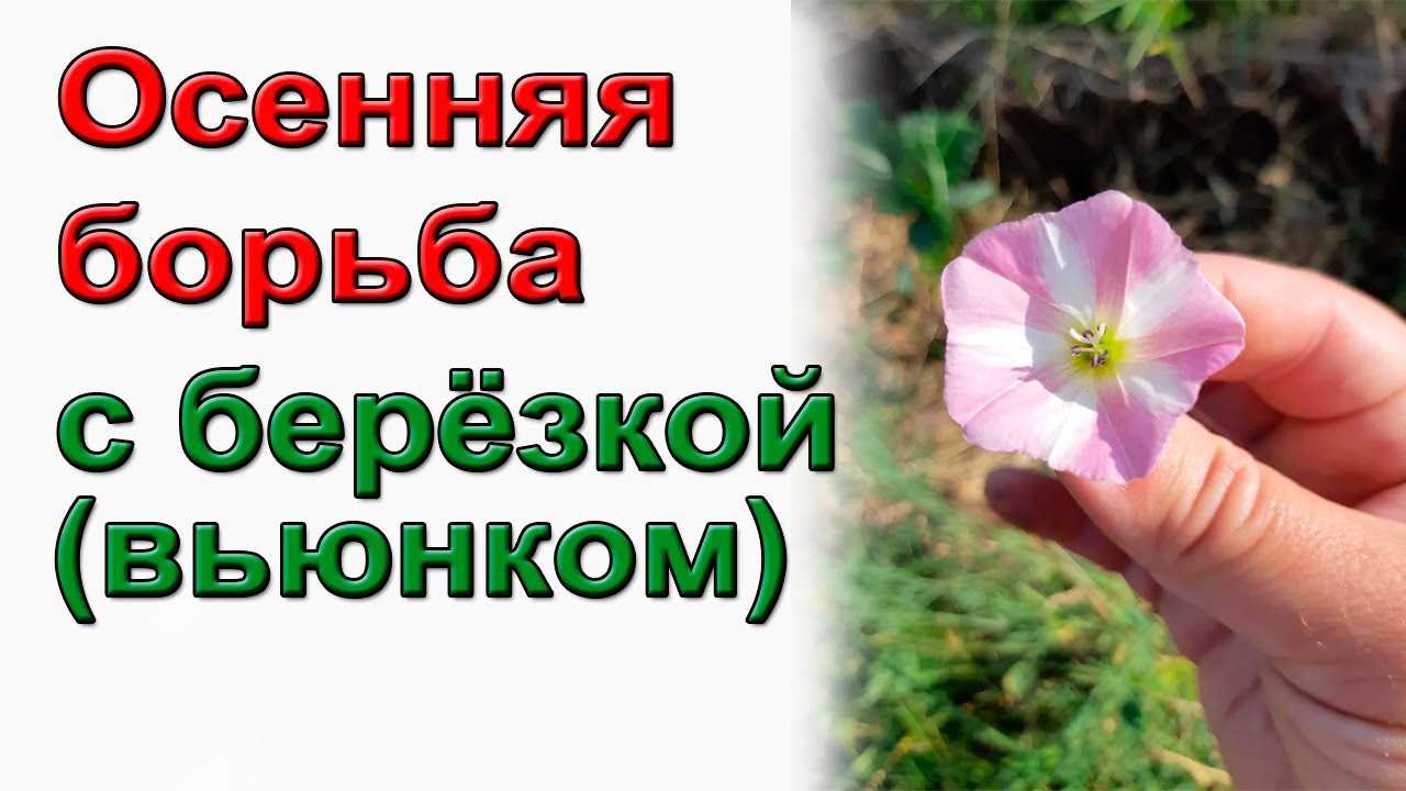 Как бороться с вьюнком полевым: 7 эффективных способов