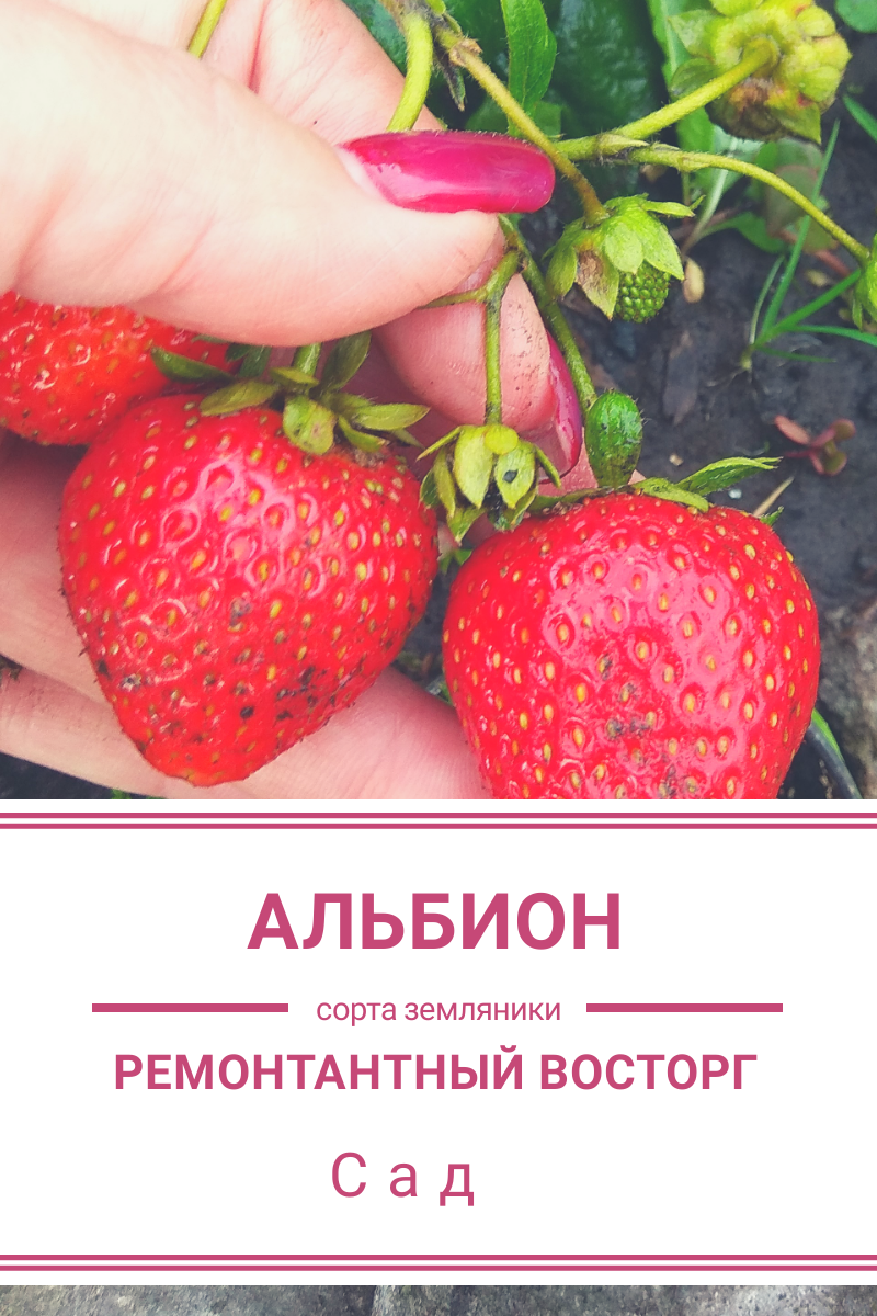 Клубника альбион: описание сорта, фото, отзывы о ремонтантной землянике
