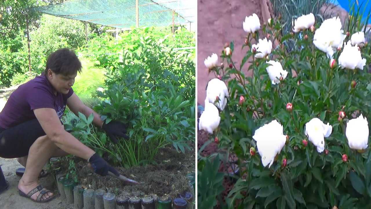 Лилии — когда и как правильно делать обрезку