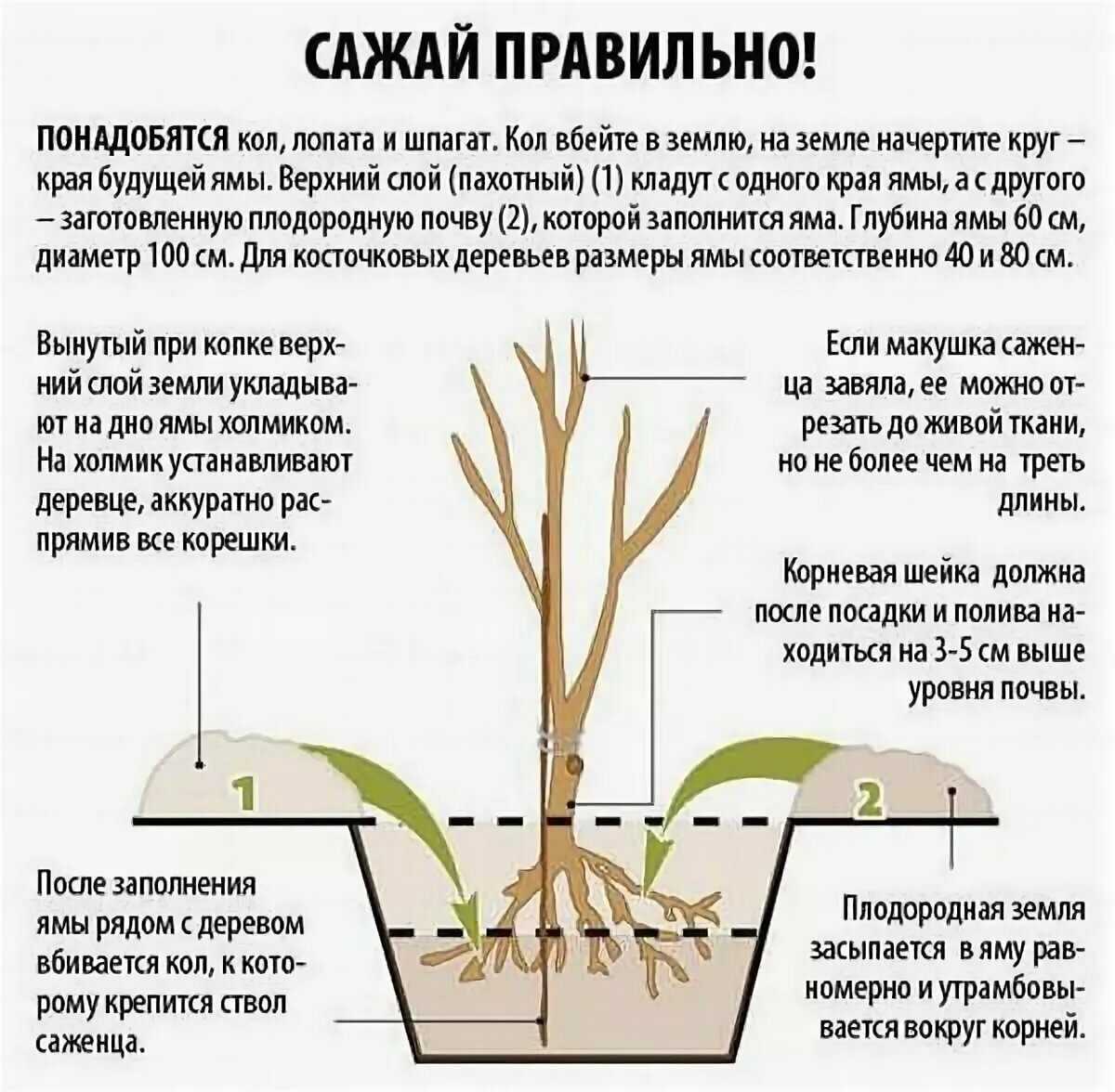 Ревень: правила посадки и ухода в условиях открытого грунта, применение