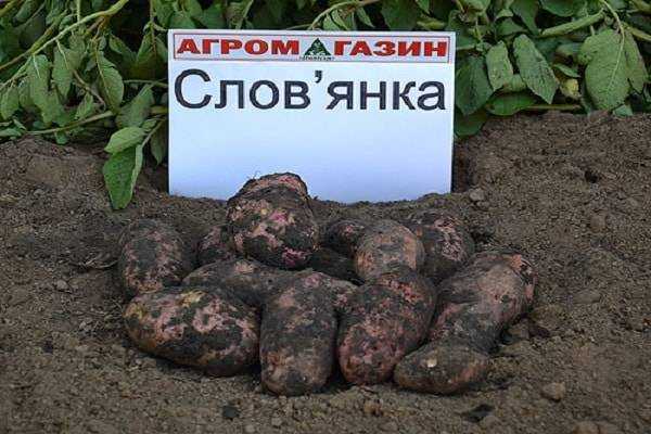 Картофель славянка – описание сорта, фото, отзывы