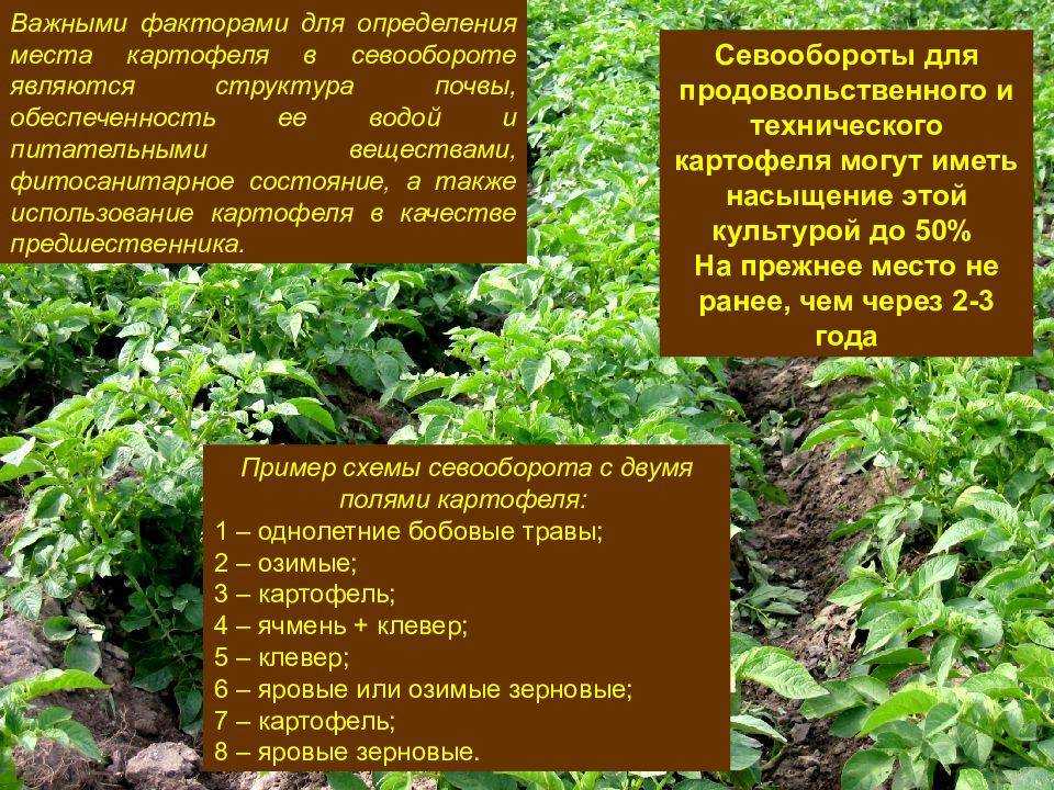 Выращивание картофеля по голландской технологии: особенности, правила, посадка с видео