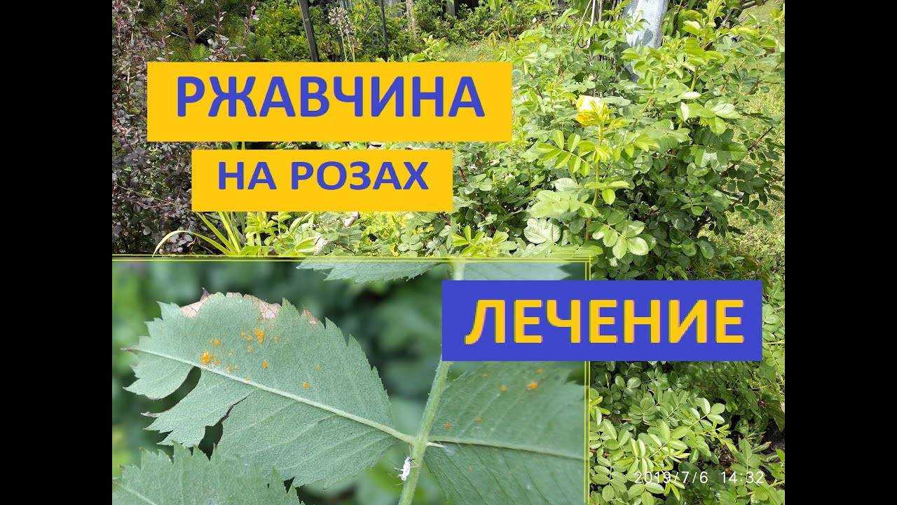 Ржавчина на розах: как распознать и чем лечить