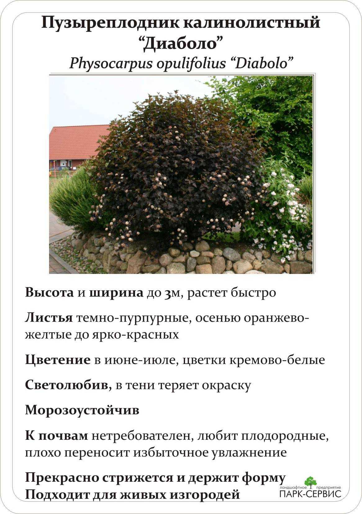 Живая изгородь из пузыреплодника, как ее посадить и вырастить - 15 фото