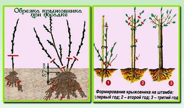 Подходящее время для весенней посадки крыжовника и на что следует обратить внимание