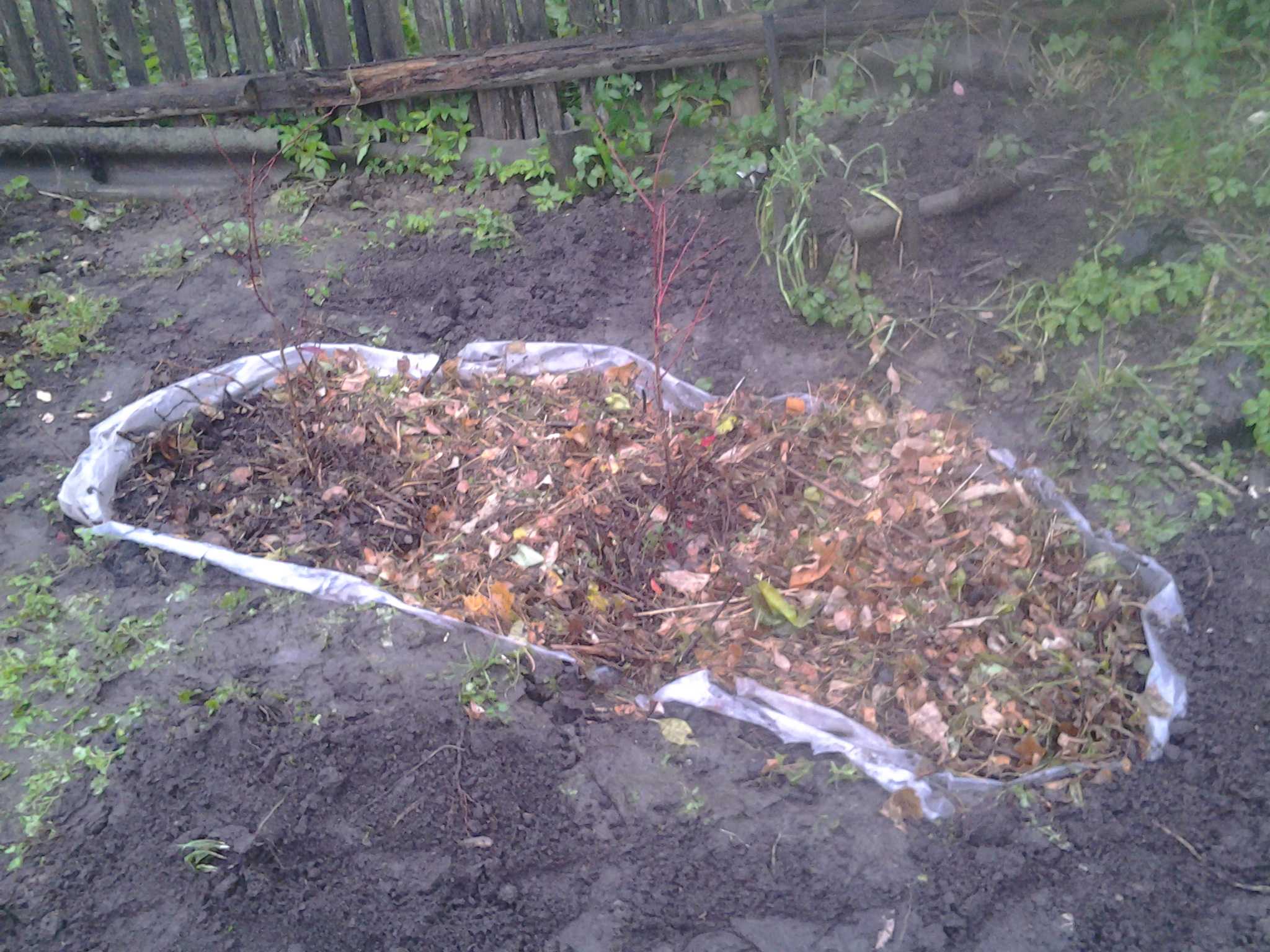 Посадка голубики весной в открытый грунт садовой. Голубика Садовая посадка. Голубика мульчирование корой. Голубика на садовом участке. Корни голубики садовой.