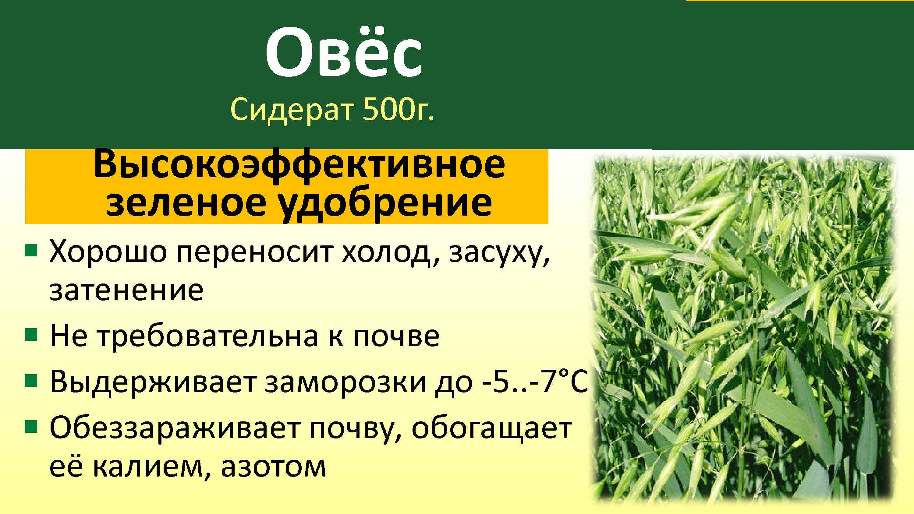 ✅ когда сажают рожь под зиму - питомник46.рф