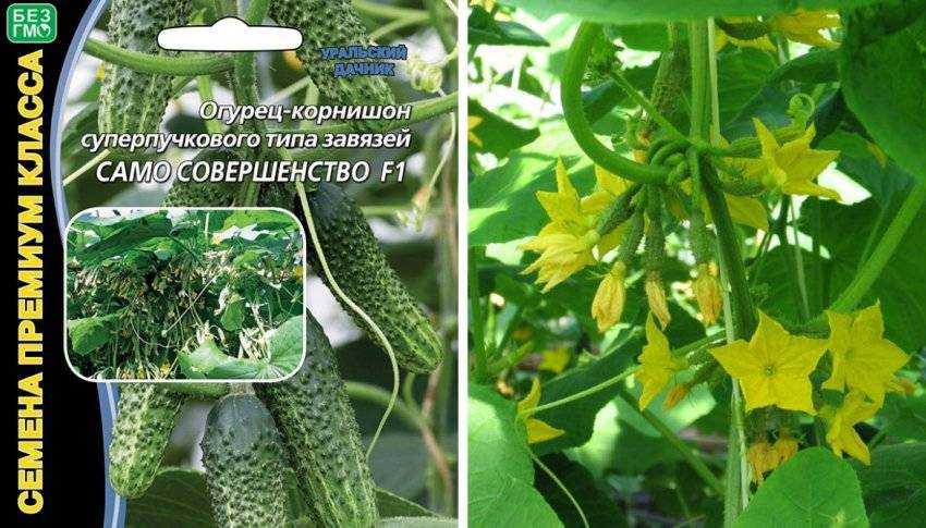 Огурцы сорта само совершенство отзывы