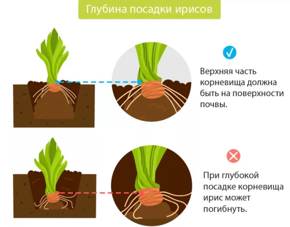 Цветы ирисы – посадка и уход в открытом грунте, фото ирисов, обрезка ирисов и пересадка осенью