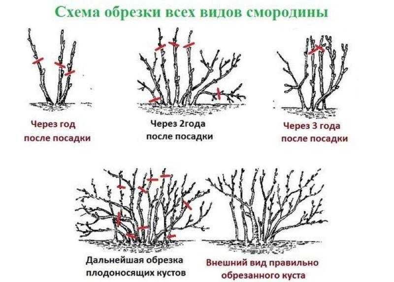 Как ухаживать за черной смородиной после сбора урожая