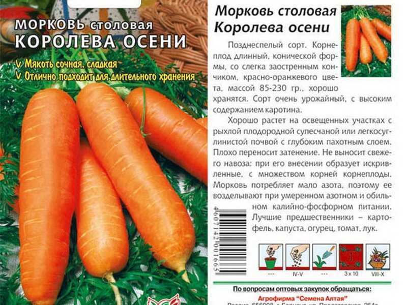 Морковь королева осени: фото, отзывы