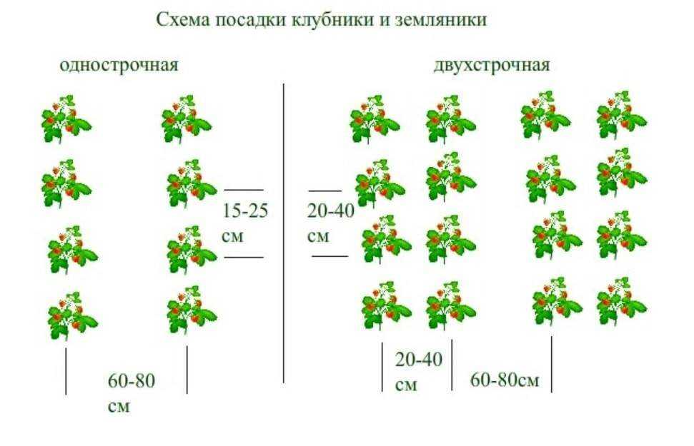 Посадка клубники на черный укрывной материал: как посадить, в августе