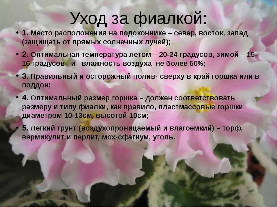 Как заставить фиалки обильно цвести? топ-6 способов: описание простых секретов правильного ухода | (фото & видео) +отзывы